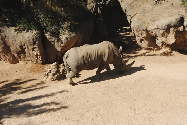 Rhinoceros Walking Sand Colors Nature — Stock Photo, Image