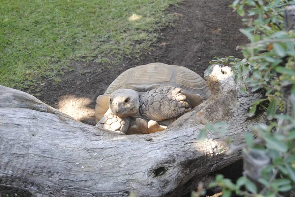 Big Turtle Climbing Big Log Colors Nature — Stock Photo, Image