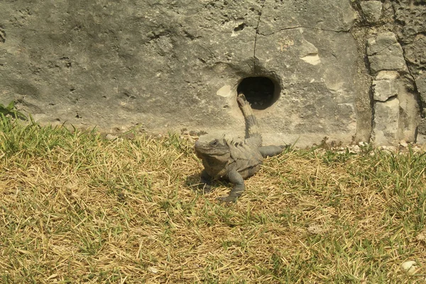 Iguana Sol Del Desierto Saliendo Agujero Animal Sobre Hierba Seca —  Fotos de Stock