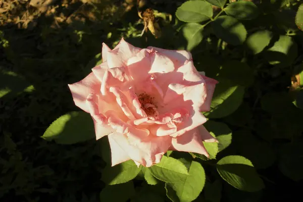 春に葉の緑色の背景にピンクの花を咲かせます 自然の色 — ストック写真