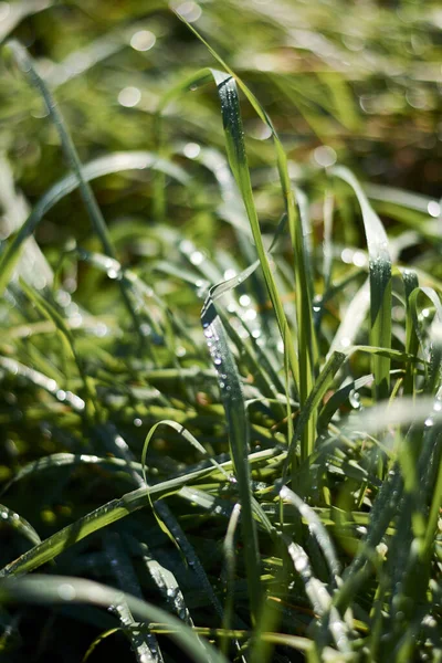 Green Vegetation Leaves Full Dew Water Thin Weak Plants — Stock Photo, Image