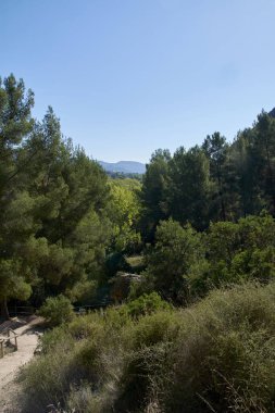 Mavi gökyüzü, çam ağaçları, ahşap çitler arasında dağ yolu