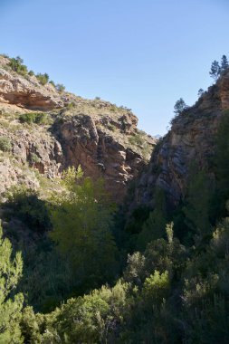 Çam ağaçları, mavi gökyüzü, parlak gökyüzü ve çam ağaçları olan dağ manzarası
