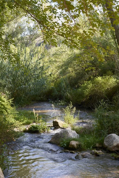 Arroyo Con Aguas Tranquilas Transparentes Cascada Pequeña Vegetación Luz Brillante — Foto de Stock