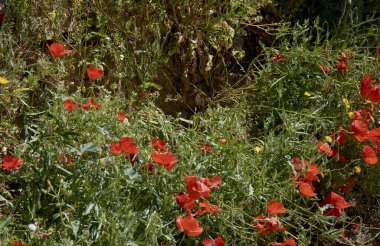 Kulak tarlası ve gelincikler ilkbahar günü, meyve ağaçları