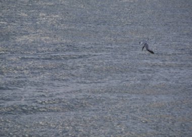 Martı yemek, sakin su, mavi, hız için denize doğru atlıyor.