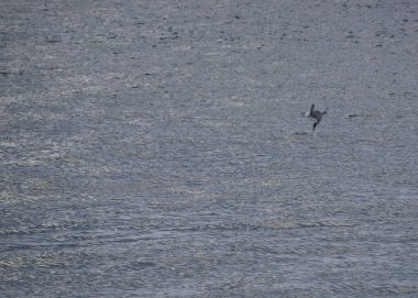 Martı yemek, sakin su, mavi, hız için denize doğru atlıyor.