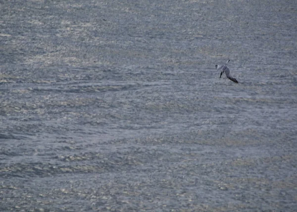 カモメの海に向かって 穏やかな水 速度を食べるに泳いでください — ストック写真