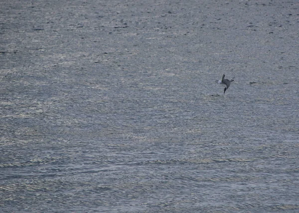 カモメの海に向かって 穏やかな水 速度を食べるに泳いでください — ストック写真