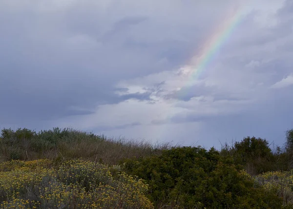 Paisaje Los Arbustos Primavera Después Tormenta Nubes Tormenta Arco Iris — Foto de Stock