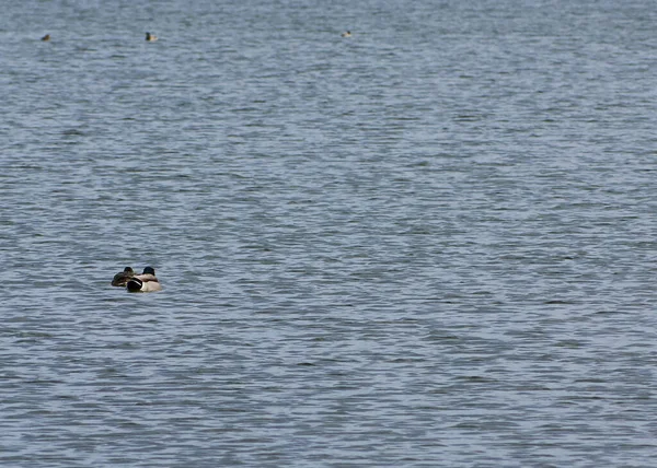 Einsame Enten Ruhigen Durchsichtigen Wasser Zwei Gemeinsam Schwimmende Enten — Stockfoto