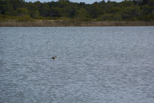 Eenzame Eenden Rustig Doorzichtig Water Twee Eenden Die Samen Zwemmen — Stockfoto