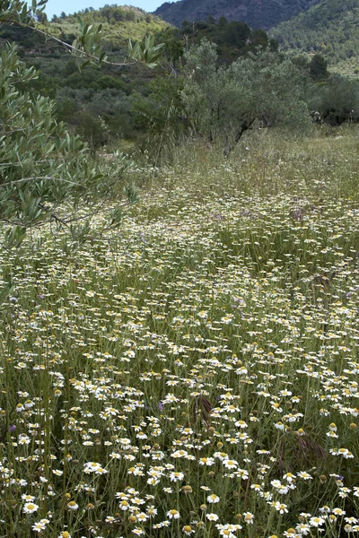 Campo Lleno Pequeñas Flores Blancas Primavera Blanco Verde Amarillo — Foto de Stock