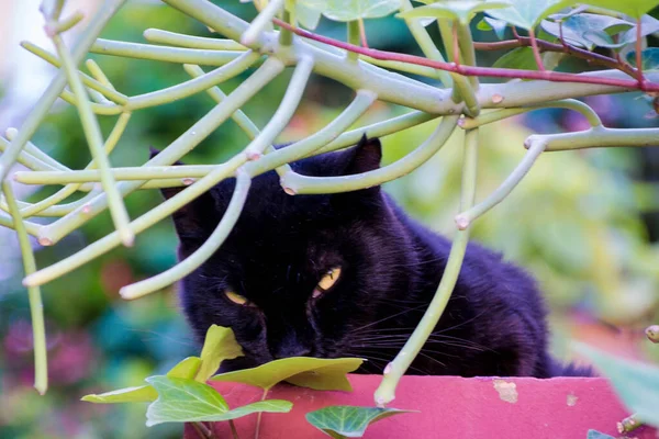 Черная Кошка Среди Растительности Яркие Глаза Крупным Планом Макро — стоковое фото