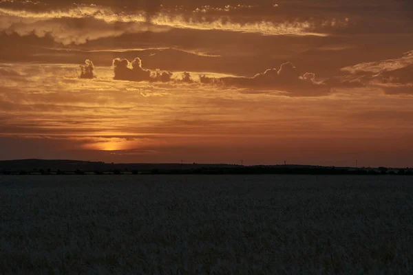 Campos Trigo Encharcados Pelo Sol Antes Colheita Céu Brilhante Cereal — Fotografia de Stock