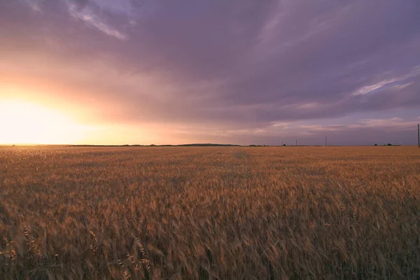 Campos Trigo Bañados Por Sol Antes Cosecha Cielo Brillante Cereales — Foto de Stock