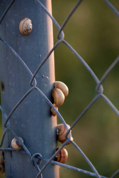 Комплект Улиток Металлическом Заборе Фон Растительностью Тюрьма — стоковое фото