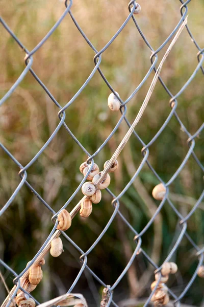 金属製の柵の上にカタツムリのセット 植生の背景 刑務所 — ストック写真