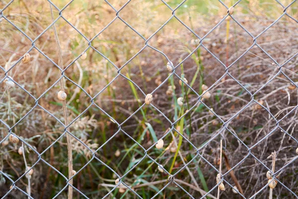 stock image Set of snails on a metal fence, background with vegetation, jail