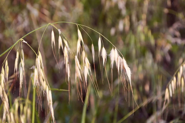 Haver Planten Een Groen Veld Cornflakes Close Macro — Stockfoto