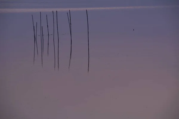 Naplemente Nagy Nád Zöld Arany Színek Nyugodt Vizek Gondolatok Hosszú — Stock Fotó