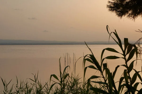 Закат Большом Озере Камыша Зеленые Золотые Цвета Спокойные Воды Море — стоковое фото