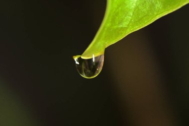 Bir damla, bir yaprak, yakın çekim.