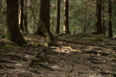 Orman, kökler, çamlar, doğa.