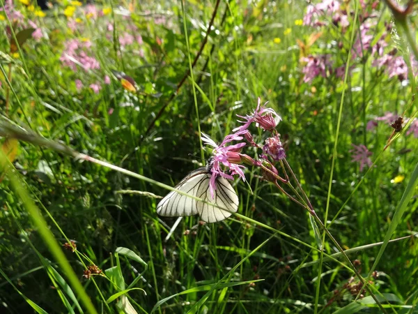 Weißer Schmetterling auf zarten Blüten — Stockfoto