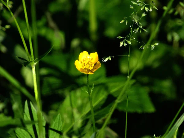 Meadow grass bluegrass and buttercups paigle — Stock Photo, Image
