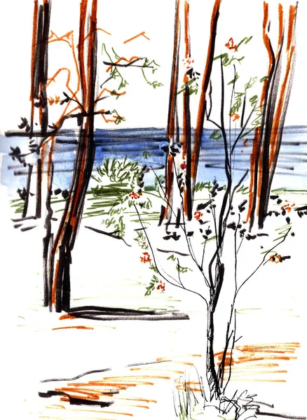 Disegno Grafico Pino Rowan Bush Sulla Riva Del Mare — Foto Stock