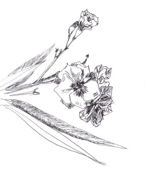 graphic linear black and white drawing twig blossoming oleander