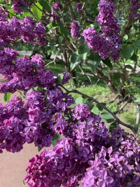 lush blooming spring lilac-violet inflorescences of lilac