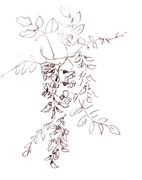 Graphic black and white drawing bunch of blooming white acacia — Stock fotografie