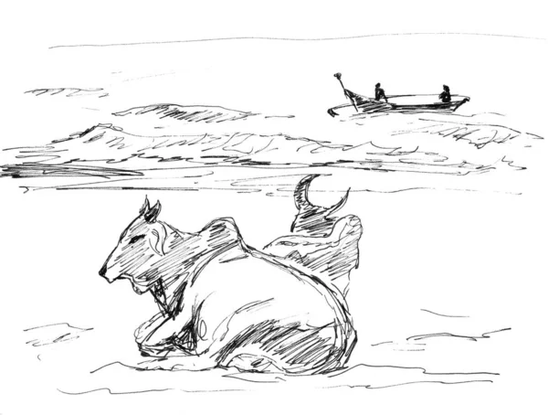Graphic black and white drawing indian cows lying on the ocean shore — Stok fotoğraf