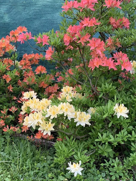 Куст весны цветущий розовый белый оранжевый рододендроны — стоковое фото