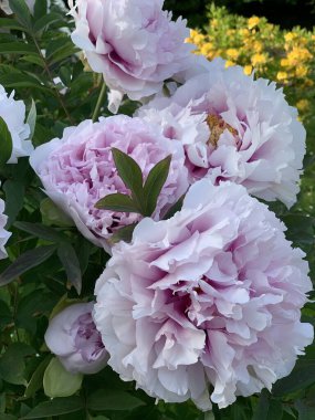 Bush of blooming bright pink tree-shaped Chinese peonies