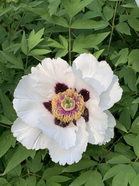 Bahar bahçesindeki beyaz ağaç şekilli çin şakayığının büyük çeri çiçeği.