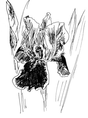 Grafik siyah ve beyaz doğrusal çizim beyaz arkaplanda çiçek açan iris