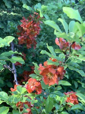 Bahar parkında bulanık yeşil bir arka planda turuncu desenli bıldırcın çiçek açıyor.