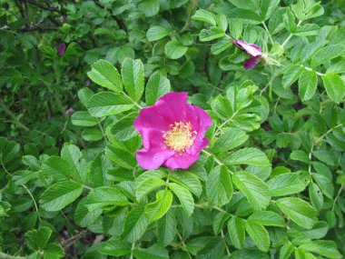 Parlak yeşil yapraklardan oluşan bir arka planda pembe kokulu gül çiçeği.