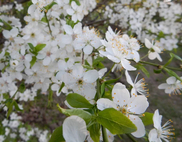 Kwitnąca Wiosenna Biała Wiśnia Rozmytym Tle Opuszczonego Starego Ogrodu — Zdjęcie stockowe