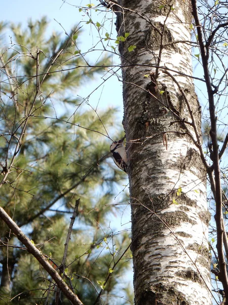 Pica Pau Primavera Com Uma Cabeça Vermelha Bate Tronco Velho — Fotografia de Stock