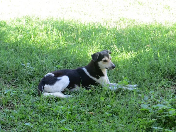 Porträt Eines Schwarz Weißen Hundes Der Auf Grünem Gras Zwischen — Stockfoto