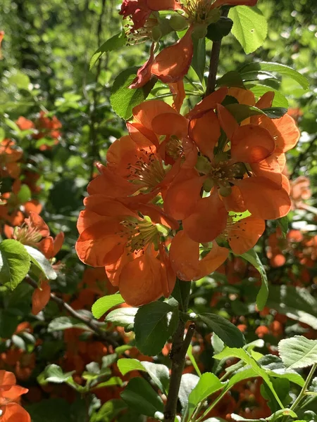 Primavera Naranja Florecimiento Membrillo Decorativo Sobre Fondo Verde Borroso Parque — Foto de Stock