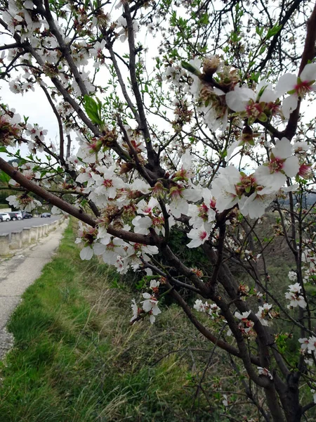 Floraison Amandes Printemps Sur Fond Flou Une Vallée Montagne Dans — Photo