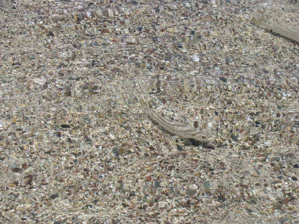 Resumo Fundo Natural Pequenos Peixes Água Costeira Fundo Areia Mar — Fotografia de Stock