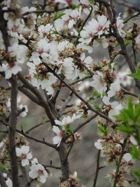 Kwitnące Delikatne Kwiaty Wiosenne Migdały Rozmytym Tle Odległych Gór — Zdjęcie stockowe