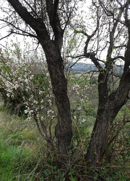 Kvetoucí Jemné Květy Jarní Mandle Rozmazaném Pozadí Vzdálených Hor — Stock fotografie