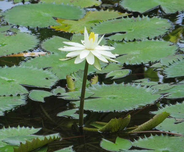 Tropikal Beyaz Zambakları Yaprakları Yaz Öğleden Sonra Suyun Üzerinde Yatıyor — Stok fotoğraf